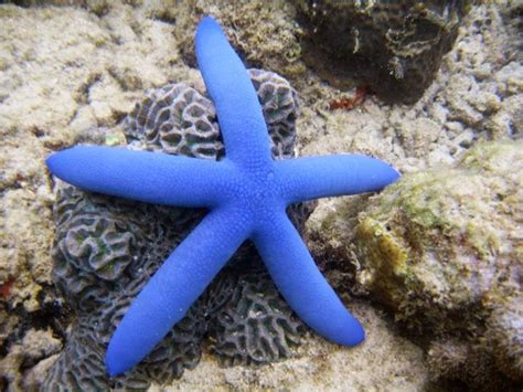Spesies bintang laut Pisater ochraceus merupakan s... - Roboguru - raincitystudios.com