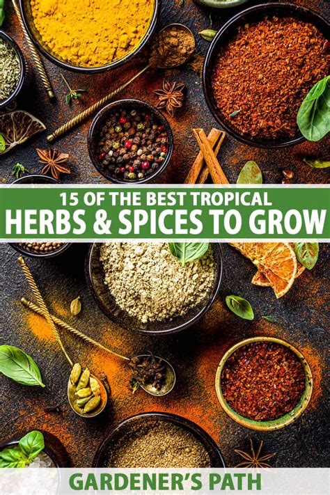 Spices You Can Grow In Your Outdoor Garden - AOL - balustradellc