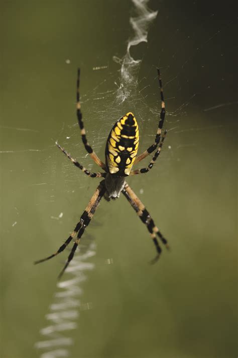 SPIDER GARDENS - Home