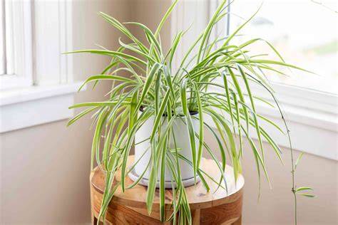Spider Plant (Chlorophytum comosum) Care Guide - raincitystudios.com