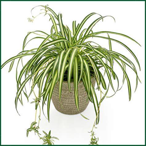 Spider Plant (Chlorophytum comosum) Guide - raincitystudios.com