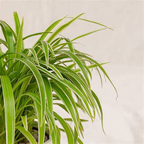 Spider Plant (Lili Paris) - raincitystudios.com