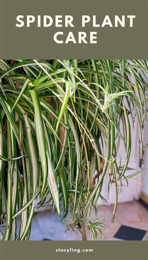 Spider Plant Care - How to Grow Chlorophytum … - raincitystudios.com
