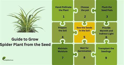 Spider Plant Guide: How to Grow & Care For … - raincitystudios.com