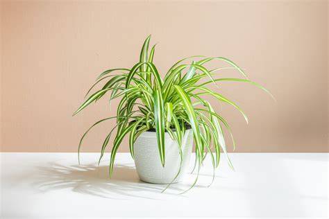 Spider Plant - Chlorophytum comosum | Nurseries Online - raincitystudios.com