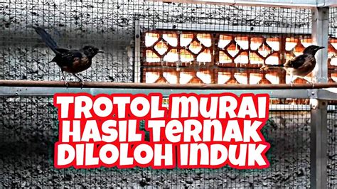 Spil murai trotolan hasil loloh induk - balustradellc