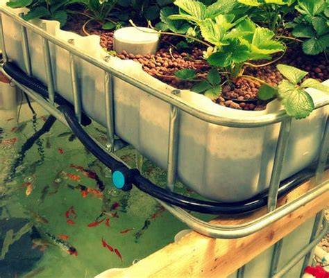 Spinach Aquaponics - Aquaponics Grow - raincitystudios.com