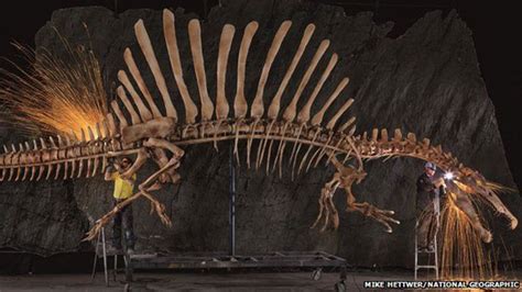 Spinosaurus Bertanduk Ditemukan di Gurun Sahara, Ilmuwan Ungkap Cara ... - balustradellc