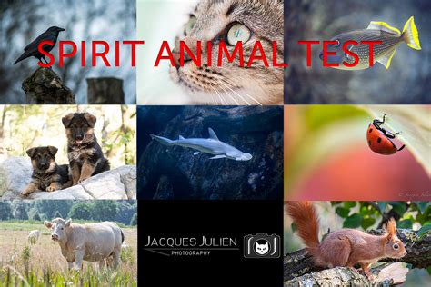 Spirit Animal Test FREE | Spirit Animal Quiz | What Is … - balustradellc
