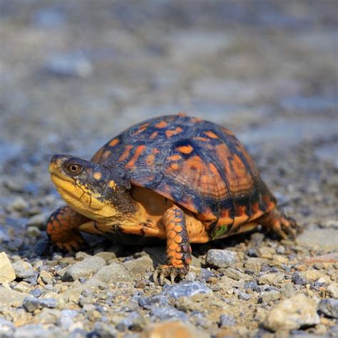 Spirit Turtle - muktibox.com
