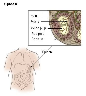Spleen: Function, Location & Size, Possible Problems - muktibox.com
