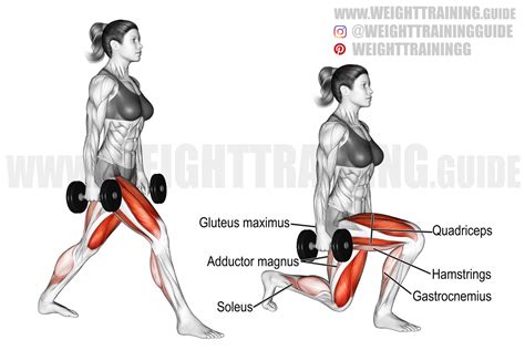 Split Squats Muscles Worked - balustradellc