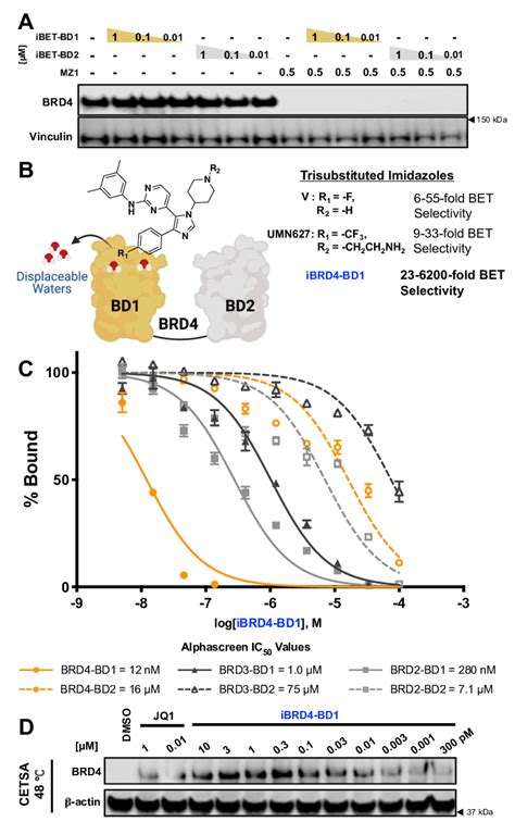 SPOP-mediated degradation of BRD4 dictates cellular sensitivity …