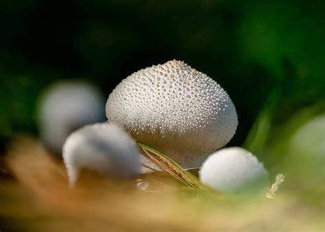 Spore Mushrooms - muktibox.com
