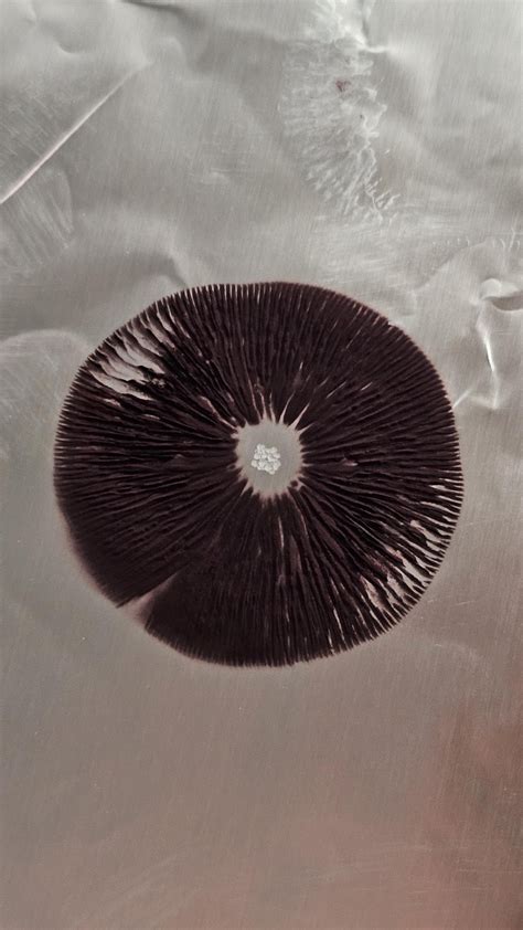 Spore print - muktibox.com