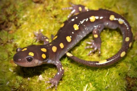 Spotted Salamander - National Wildlife Federation - muktibox.com