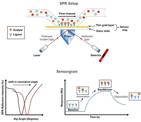 SPR&Aring;KBERIKAD: Alla f&auml;rger p&aring; regnb&aring;gen - Svenska nu