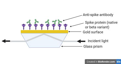 SPR to examine cross-reactivity of antibodies - Affinite Instruments