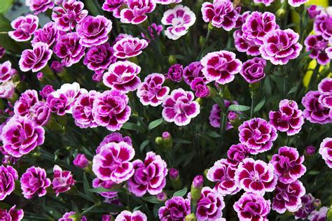 Spring is the best time to plant this fast-growing flower that ... - MSN - raincitystudios.com