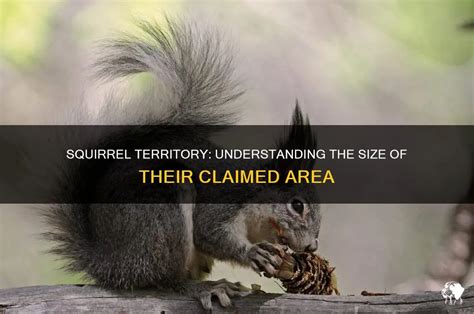 Squirrel Territory & Home Range - Wildlife Online - muktibox.com
