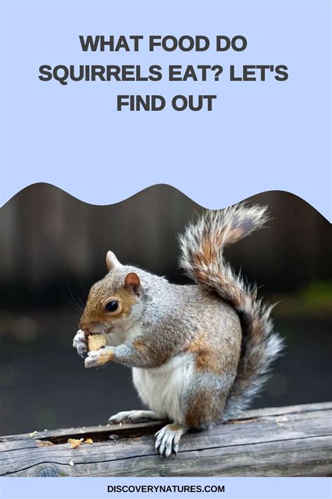 Squirrel What Eat - muktibox.com