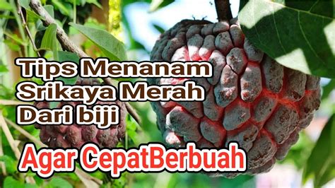 Srikaya dari biji cepat berbuah - balustradellc