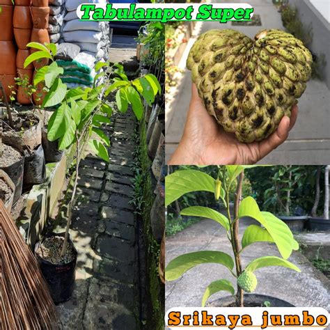 Srikaya Jumbo asal Okulasi - Agro Bibit ID - balustradellc