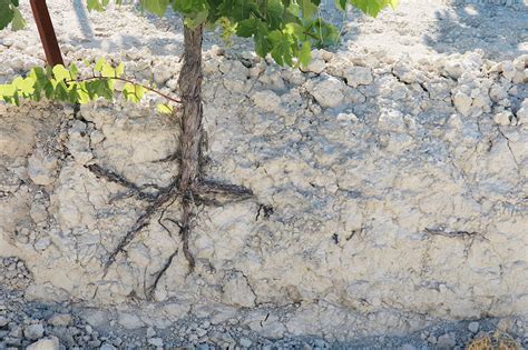 SS-120 Soil Science Final Flashcards | Quizlet - wintechmobiles.com