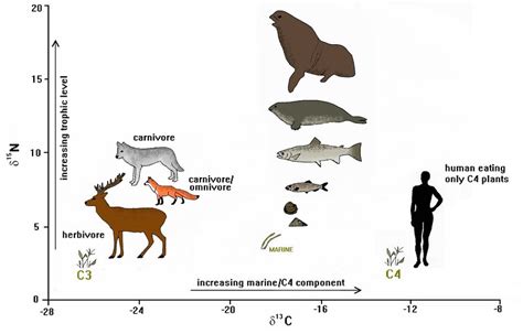 Stable Isotope Analysis: Archaeology & Diet | StudySmarter - wintechmobiles.com