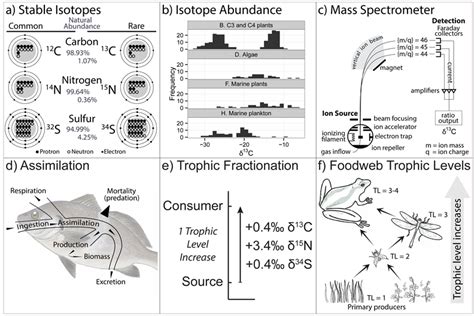 Stable Isotopes and Diet Analysis: Insight into Trophic Level, and ... - wintechmobiles.com