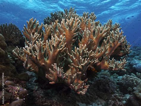 Staghorn Coral - NOAA Fisheries - wintechmobiles.com