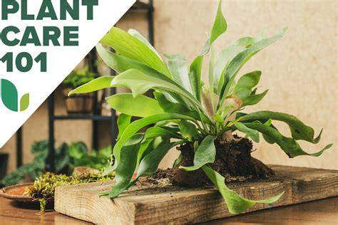 Staghorn Fern Care 101: - Bob Vila - raincitystudios.com