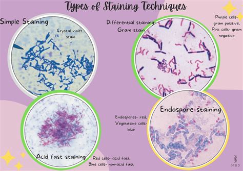 Staining techniques & Gram stain - Tishk International University - muktibox.com