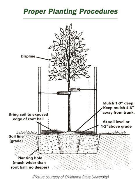 Standard Specification for Planting of Trees Shrubs and Bulbs - raincitystudios.com