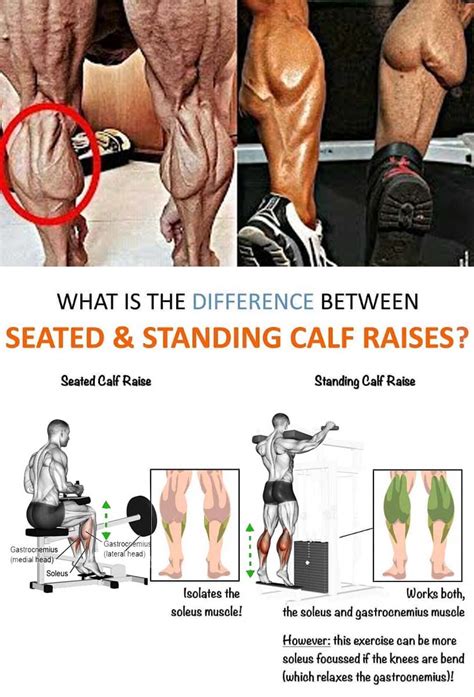 Standing Calf Raise vs. Seated Calf Raise: Which … - balustradellc
