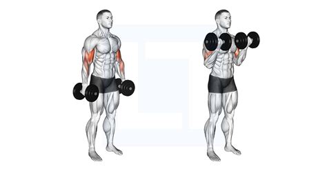 Standing Dumbbell Bicep Curls Form and Benefits - balustradellc