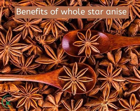 Star Anise and the Secret Trade Routes | Ancient Food History - wintechmobiles.com