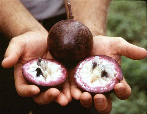 Star Apple, Chrysophyllum cainito - Growables - raincitystudios.com