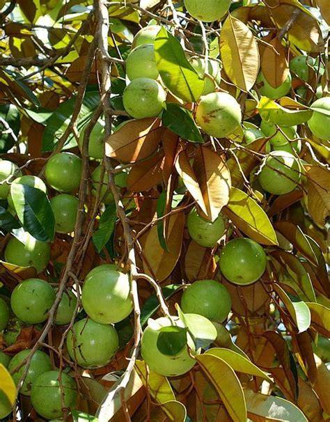 Star apple (Chrysophyllum cainito L.) - ScienceDirect - raincitystudios.com