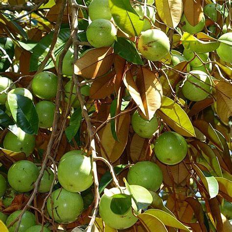 STAR APPLE – Hortiforum - raincitystudios.com