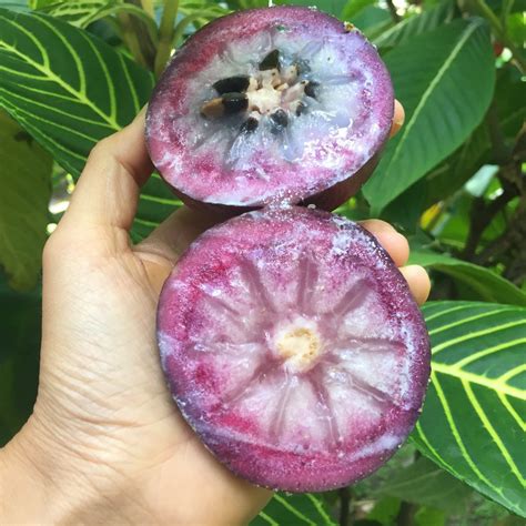 Star Apple Fruit Tree PLANT - Untreated & Heirloom - raincitystudios.com