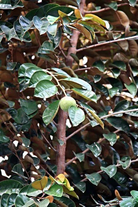Star Apple Plant Care & Growing Basics: Water, Light, … - raincitystudios.com