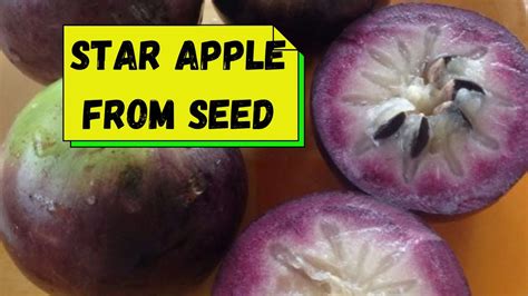 Star apple - Chrysophyllum cainito (Care, Characteristics, Flower ... - raincitystudios.com