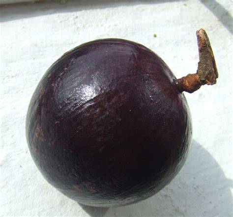 Star Apple royalty-free images - Shutterstock - raincitystudios.com
