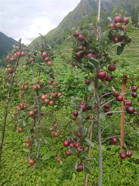 Star Apple Sap as Eco-Friendly Glue | PDF | Adhesive - raincitystudios.com