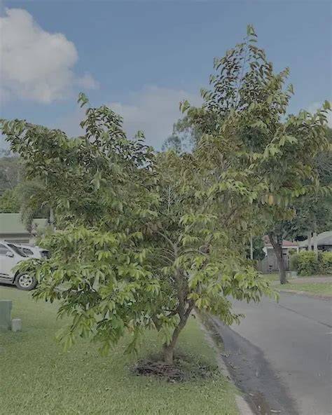 Star Apple Tree Guide – Tropical Gardening - raincitystudios.com