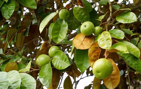 Star Apple Tree - Live Plant in a 3 Gallon Growers Pot - Chrysophyllum ... - raincitystudios.com