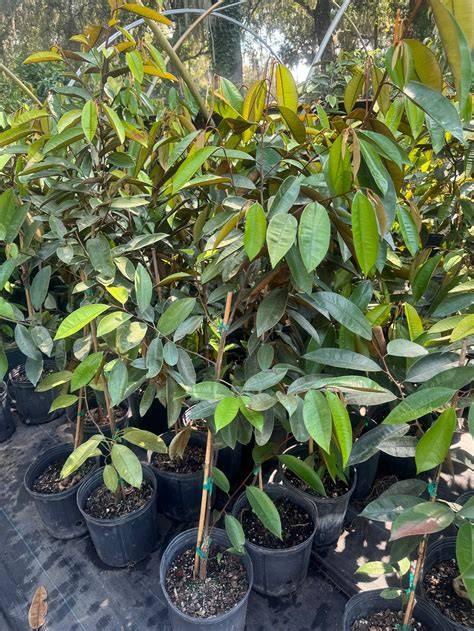 Star Apple-Caimito - Healthier Steps - raincitystudios.com