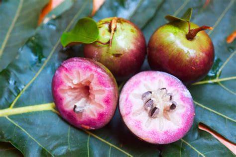 Star Apples Information and Facts - Specialty Produce - raincitystudios.com