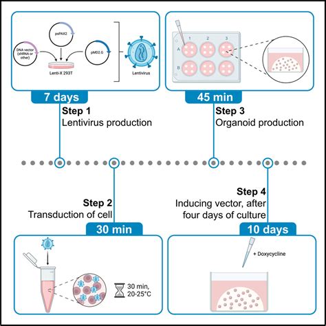STAR Protocols: Cell Press - muktibox.com
